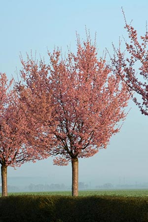Prunus sargentii