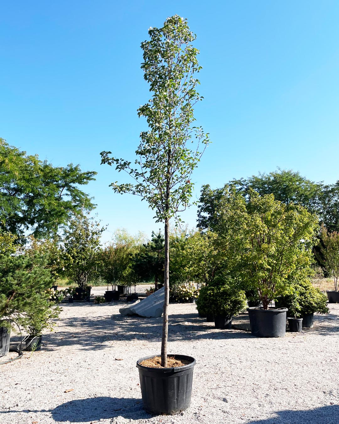 Pyrus calleryana ‘Chanticleer’