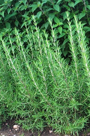Rosmariuns officinalis
