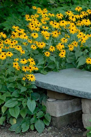 Rudbeckia fulgida