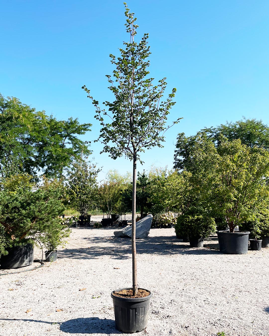 Tilia cordata ‘Greenspire’