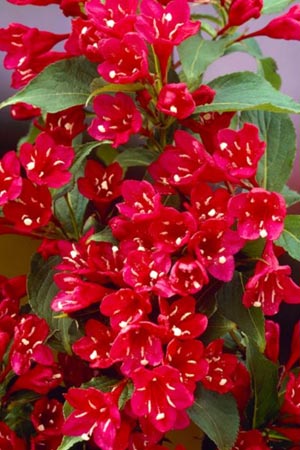 Weigela florida