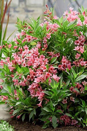 Weigela florida