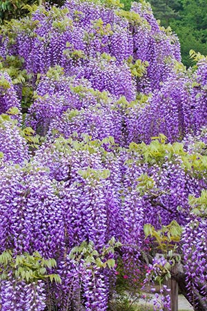Wisteria sinensis