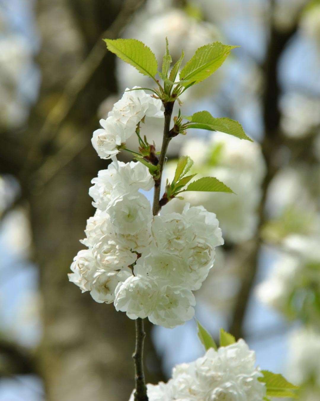 Prunus avium ‘Plena’